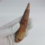 NICE 4.7 inch spinosaurus fossil dinosaur tooth - Image 2