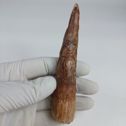 4.72 inch Spinosaurus Tooth fossil dinosaur Jurassic