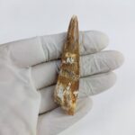 2.7" Dinosaur Spinosaurus Fossil Tooth For Sale Jurassic