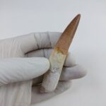 3.6" Original Spinosaurus Fossil Tooth Dinosaur Morocco - Image 3