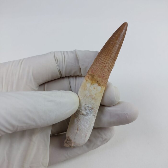 3.6" Original Spinosaurus Fossil Tooth Dinosaur Morocco - Image 3