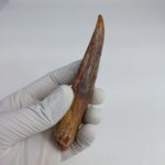 NICE 4.7 inch spinosaurus fossil dinosaur tooth - Image 3