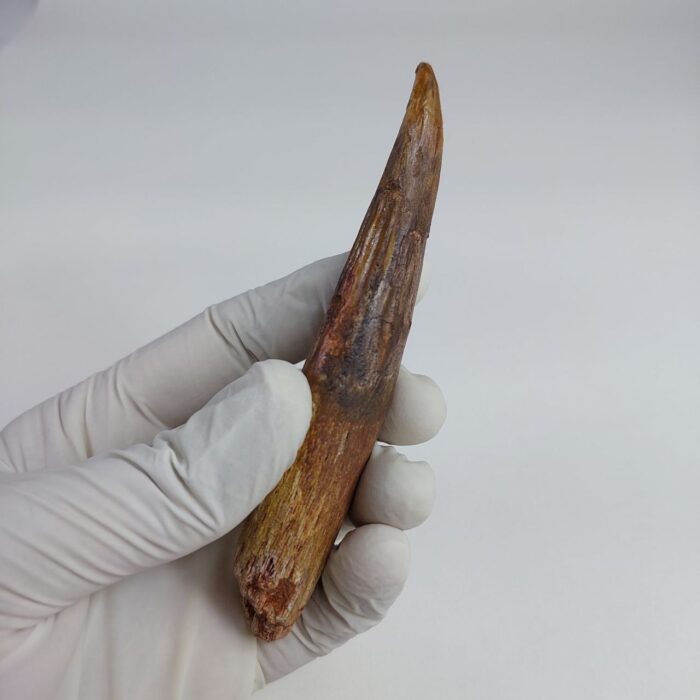 NICE 4.7 inch spinosaurus fossil dinosaur tooth - Image 3