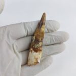 2.7" Dinosaur Spinosaurus Fossil Tooth For Sale Jurassic - Image 3