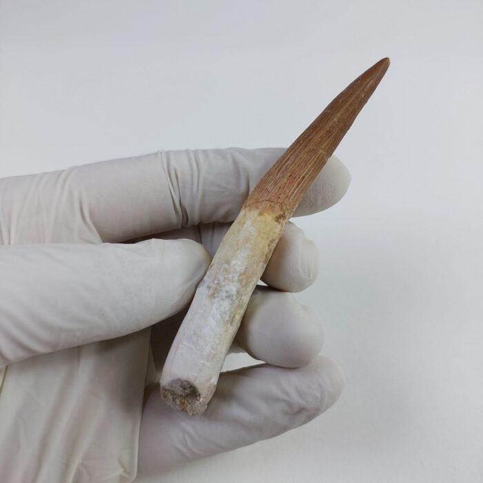 3.6" Original Spinosaurus Fossil Tooth Dinosaur Morocco - Image 4