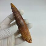 NICE 4.7 inch spinosaurus fossil dinosaur tooth - Image 4