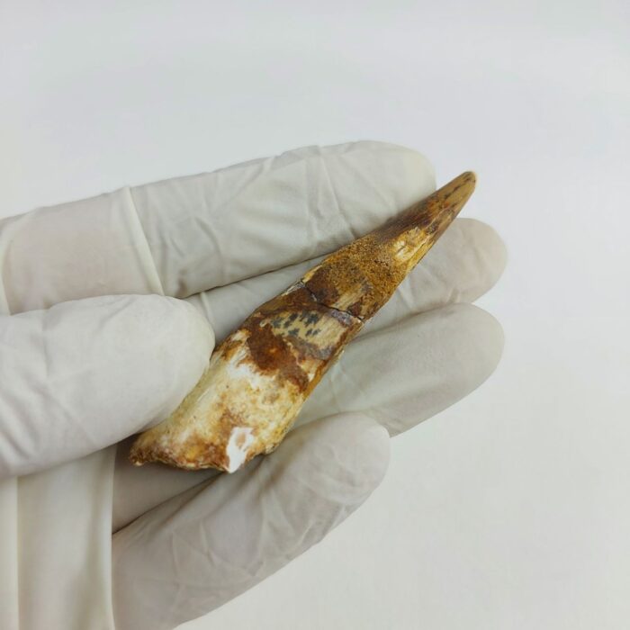 2.7" Dinosaur Spinosaurus Fossil Tooth For Sale Jurassic - Image 4