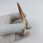 3.6" Original Spinosaurus Fossil Tooth Dinosaur Morocco - Image 5