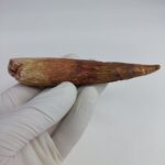 NICE 4.7 inch spinosaurus fossil dinosaur tooth - Image 5