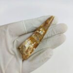 2.7" Dinosaur Spinosaurus Fossil Tooth For Sale Jurassic - Image 5