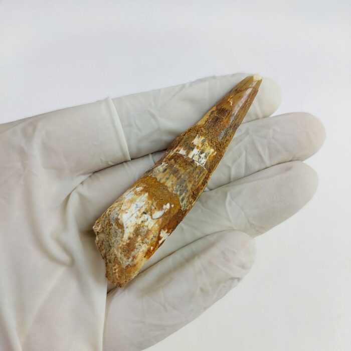 2.7" Dinosaur Spinosaurus Fossil Tooth For Sale Jurassic - Image 5