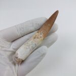 3.6" Original Spinosaurus Fossil Tooth Dinosaur Morocco - Image 6