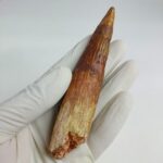 NICE 4.7 inch spinosaurus fossil dinosaur tooth
