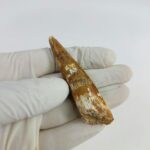 2.7" Dinosaur Spinosaurus Fossil Tooth For Sale Jurassic - Image 6