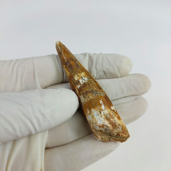 2.7" Dinosaur Spinosaurus Fossil Tooth For Sale Jurassic - Image 6