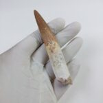 3.6" Original Spinosaurus Fossil Tooth Dinosaur Morocco - Image 7