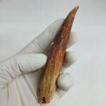 NICE 4.7 inch spinosaurus fossil dinosaur tooth - Image 7