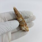 2.7" Dinosaur Spinosaurus Fossil Tooth For Sale Jurassic - Image 7