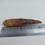 NICE 4.7 inch spinosaurus fossil dinosaur tooth - Image 8