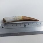 3.6" Original Spinosaurus Fossil Tooth Dinosaur Morocco - Image 8
