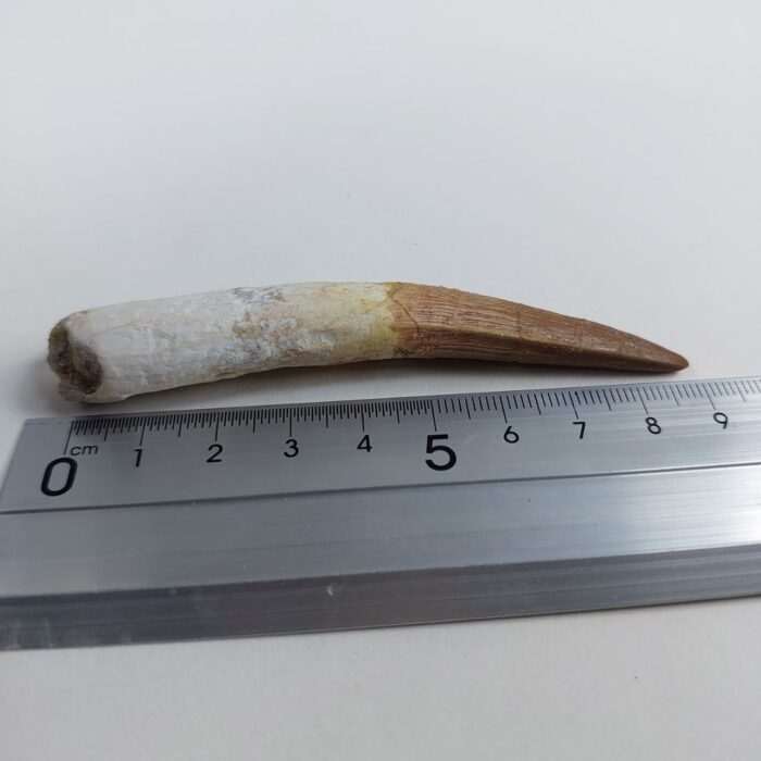 3.6" Original Spinosaurus Fossil Tooth Dinosaur Morocco - Image 8