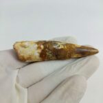 2.7" Dinosaur Spinosaurus Fossil Tooth For Sale Jurassic - Image 8