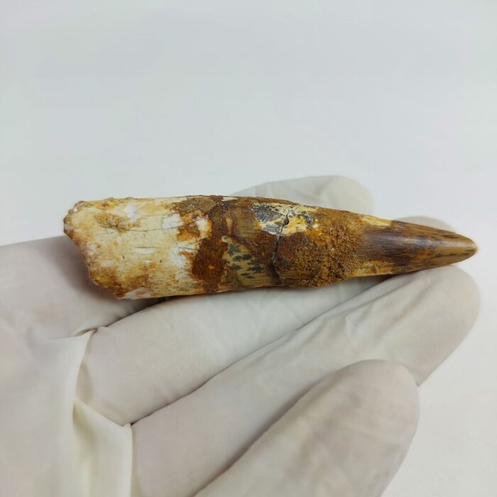 2.7" Dinosaur Spinosaurus Fossil Tooth For Sale Jurassic - Image 8