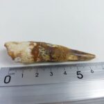 2.7" Dinosaur Spinosaurus Fossil Tooth For Sale Jurassic - Image 9