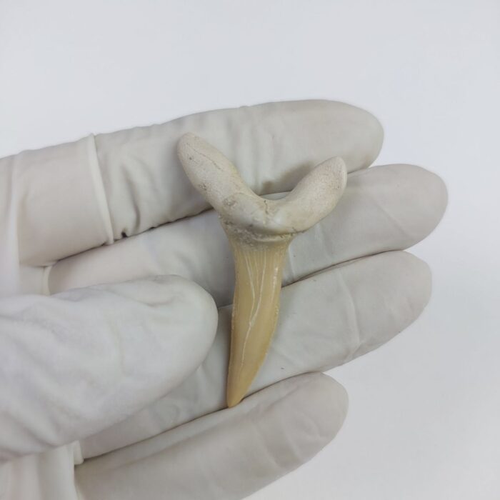 Scapanorhynchus rapax Maastrichtian Ben Guerir MOROCCO 1.9" - Image 1