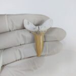 Scapanorhynchus rapax Maastrichtian Ben Guerir MOROCCO 1.5" - Image 2
