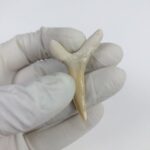 Scapanorhynchus rapax Maastrichtian Ben Guerir MOROCCO 1.9" - Image 3