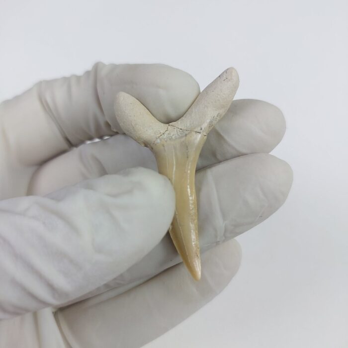 Scapanorhynchus rapax Maastrichtian Ben Guerir MOROCCO 1.9" - Image 3