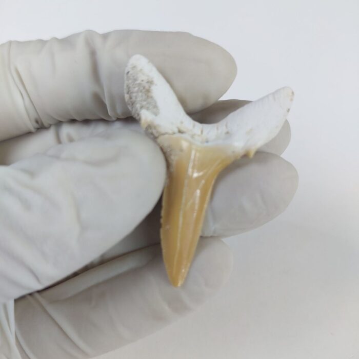Scapanorhynchus rapax Maastrichtian Ben Guerir MOROCCO 1.5" - Image 3