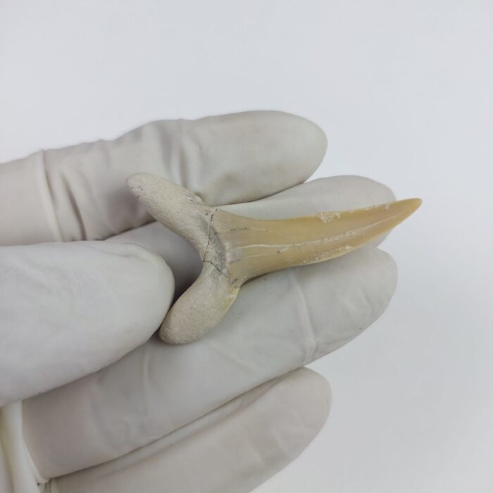 Scapanorhynchus rapax Maastrichtian Ben Guerir MOROCCO 1.9" - Image 4