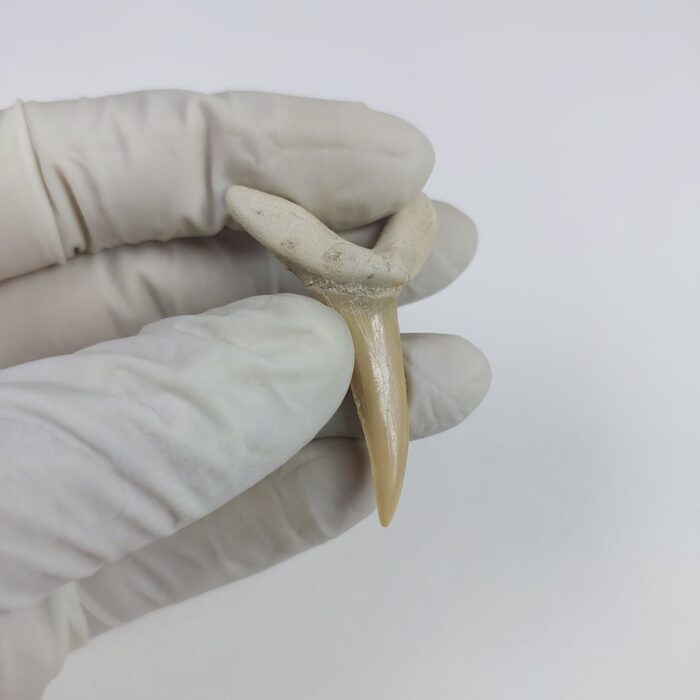 Scapanorhynchus rapax Maastrichtian Ben Guerir MOROCCO 1.9" - Image 6