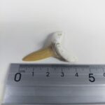 Scapanorhynchus rapax Maastrichtian Ben Guerir MOROCCO 1.5" - Image 6