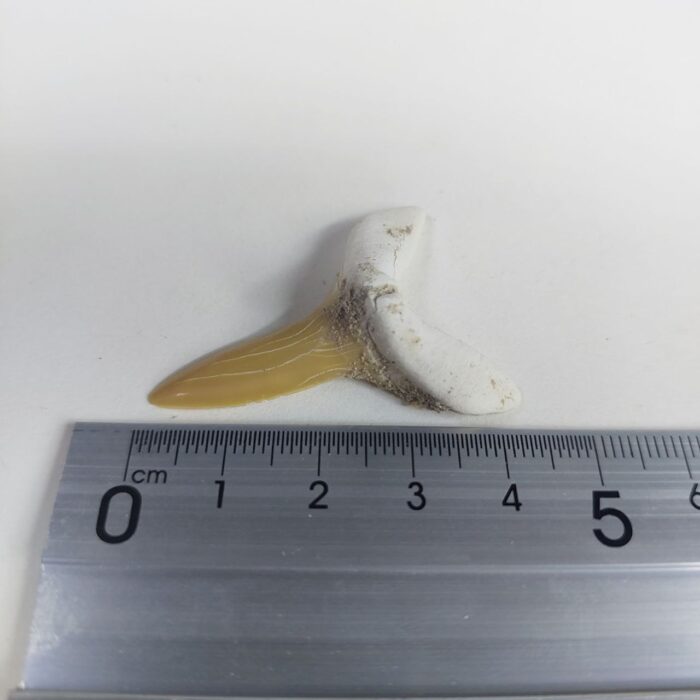 Scapanorhynchus rapax Maastrichtian Ben Guerir MOROCCO 1.5" - Image 6