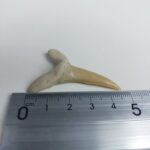 Scapanorhynchus rapax Maastrichtian Ben Guerir MOROCCO 1.9" - Image 7