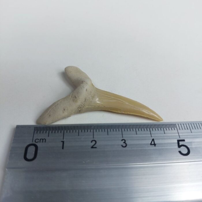 Scapanorhynchus rapax Maastrichtian Ben Guerir MOROCCO 1.9" - Image 7
