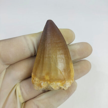 2.1" Mosasaurus Tooth Cretaceous Dinosaur Fossil