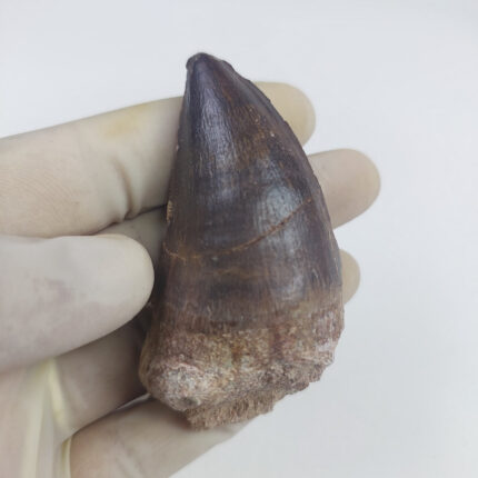 2.4" Mosasaurus Prognathodon tooth dinosaur fossil Jurassic World