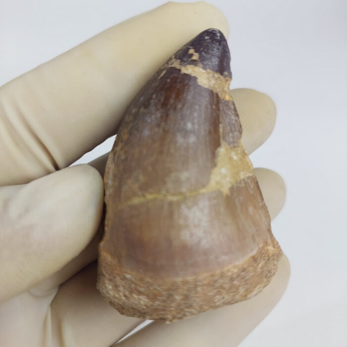 2.4" Mosasaurus Tooth For sale Prognathodon Fossil - Image 1