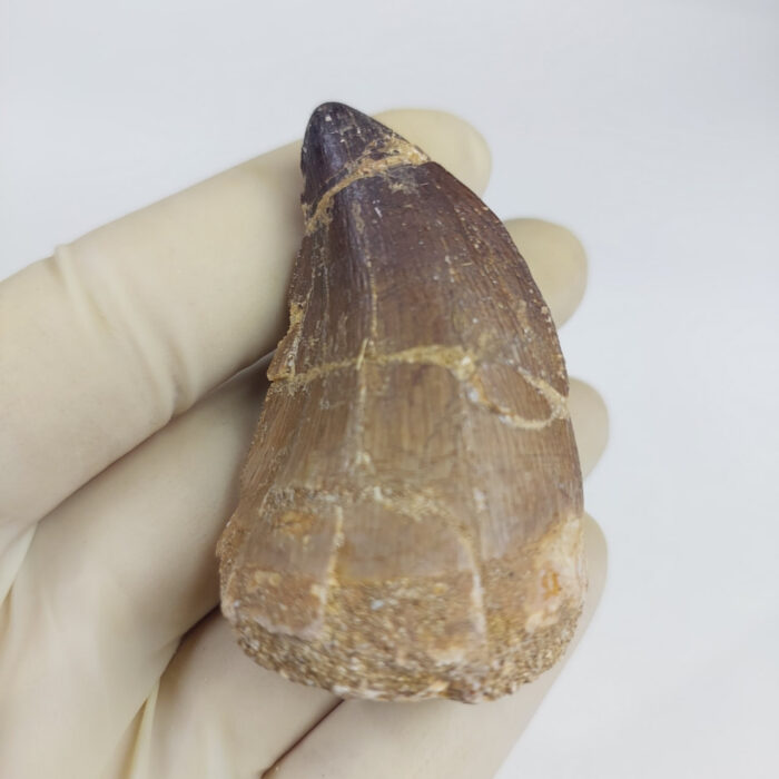 2.4" Mosasaurus Tooth For sale Prognathodon Fossil - Image 3