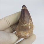 2.4" Mosasaurus Tooth For sale Prognathodon Fossil - Image 4