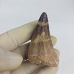 2.4" Mosasaurus Tooth For sale Prognathodon Fossil - Image 5