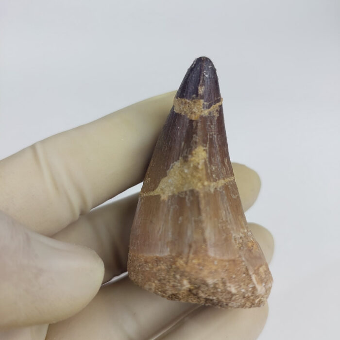 2.4" Mosasaurus Tooth For sale Prognathodon Fossil - Image 5
