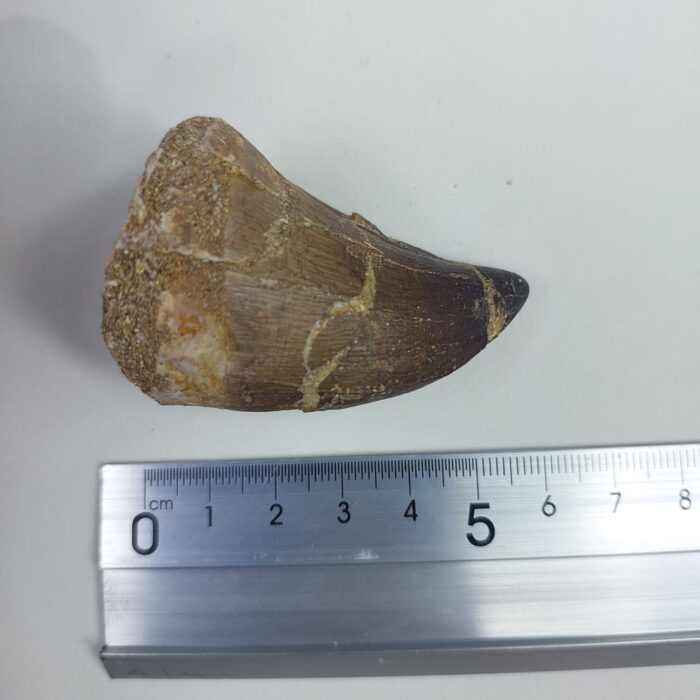 2.4" Mosasaurus Tooth For sale Prognathodon Fossil - Image 6