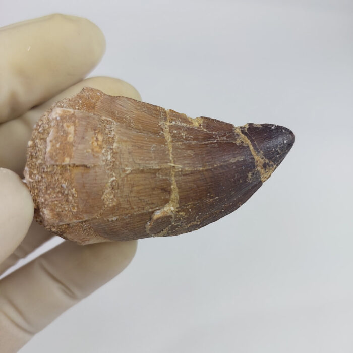 2.4" Mosasaurus Tooth For sale Prognathodon Fossil - Image 7