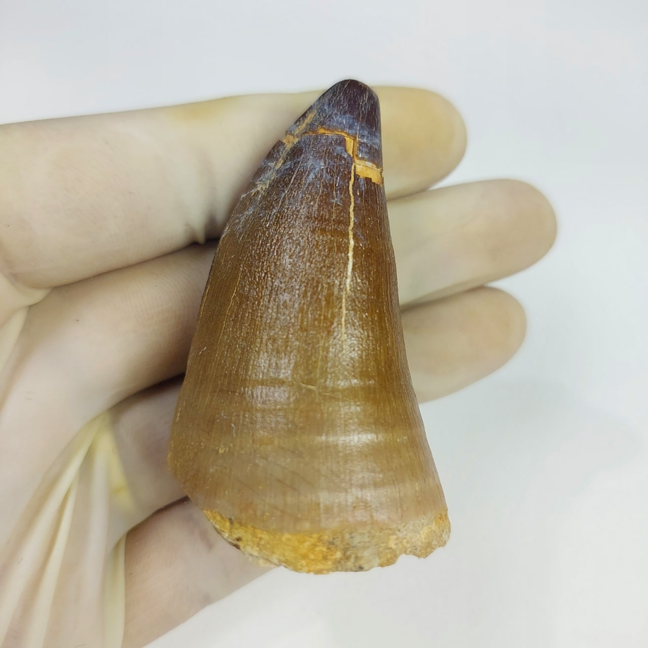 2 4 Mosasaurus Tooth Original Moroccan Fossil Cretaceous FossilPaleo