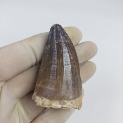 2.4" Great Mosasaurus Prognathodon sp tooth dinosaur Fossilized